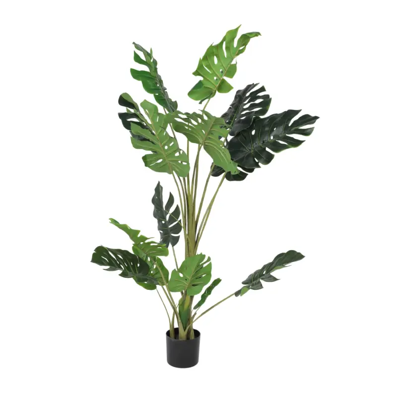 Бонсай MONSTERA, 147см фотография