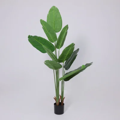 Бонсай BANANA, 120см_2