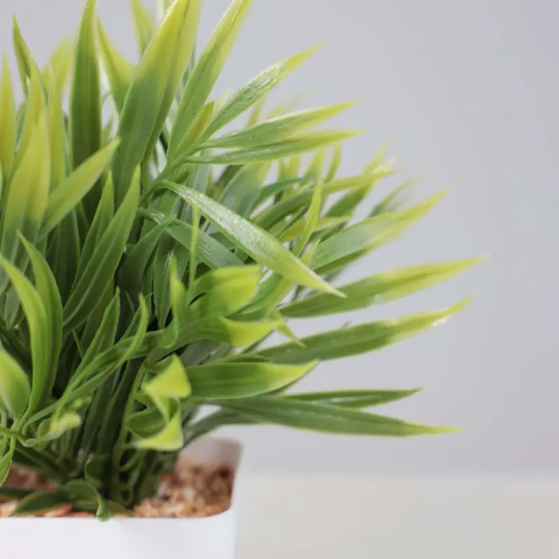 Бонсай ARECA PALM, 7,5*22см_preview_3
