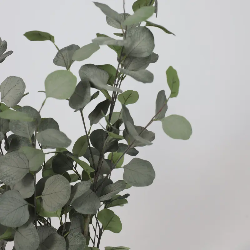 Бонсай EUCALYPTUS, 120см_preview_3