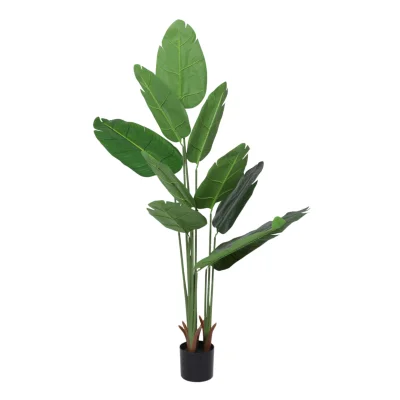 Бонсай BANANA, 120см фотография