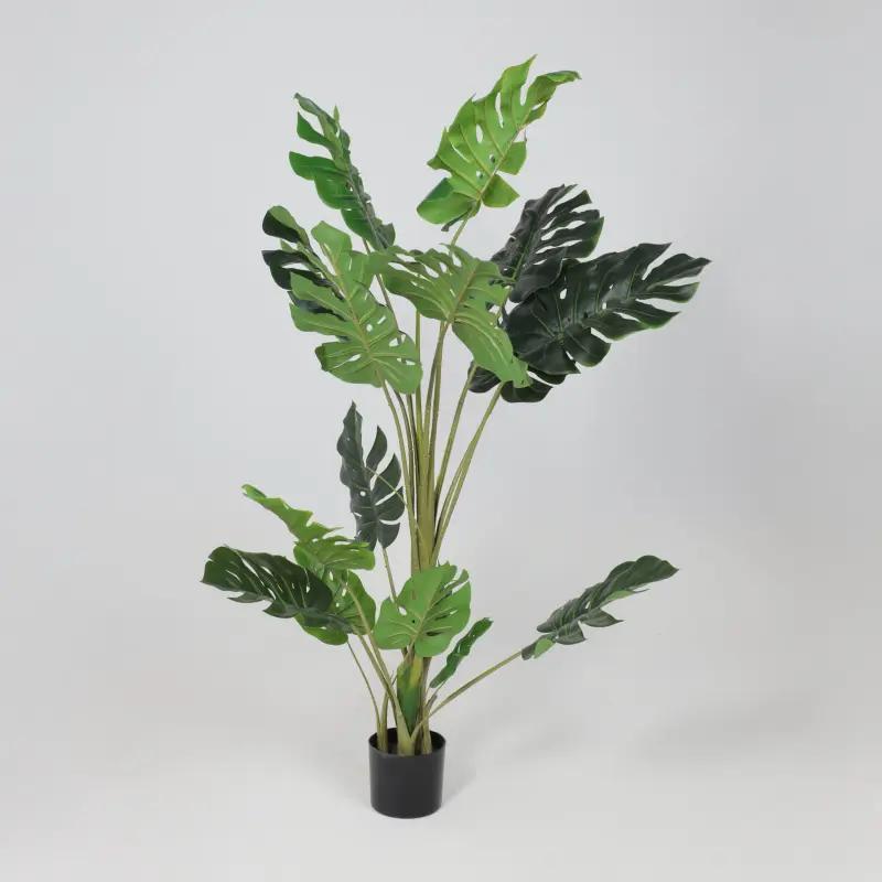Бонсай MONSTERA, 147см_preview_2