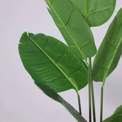 Бонсай BANANA, 120см_3