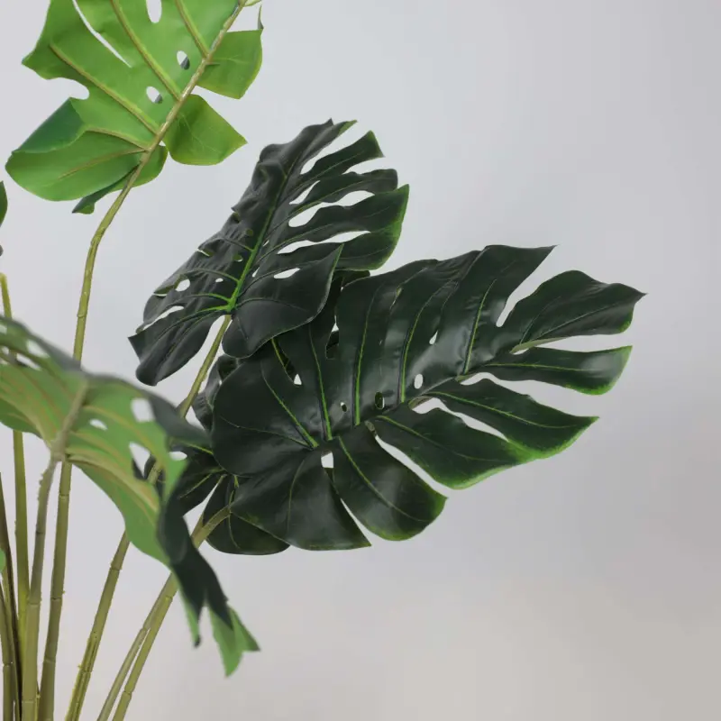 Бонсай MONSTERA, 147см_preview_3